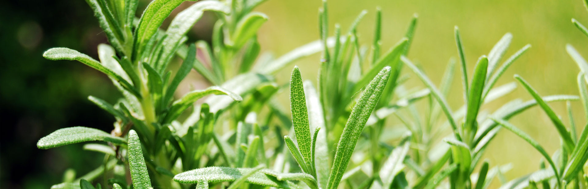 Herbs, salads, speciality produce